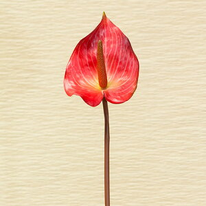 AX[ ԍ މԌa7cm×47cm