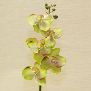 Ӓ O[ ԍ މԌa6cm×43cm