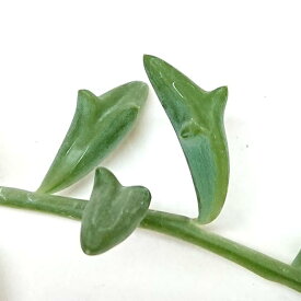 多肉植物 セネキオ属 ドルフィンネックレスカット極小苗 7.5cmポットで撮影