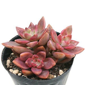 A OvgZ_ JtHjATZbg Jbgɏc 1{