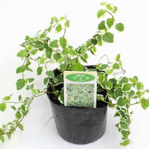 観葉植物 苗の通販 価格比較 価格 Com