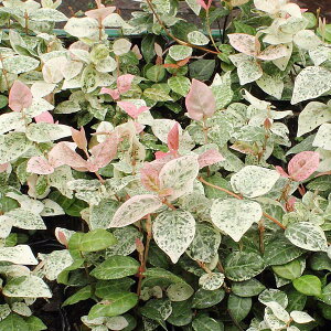 ncLJY Ⴉ eCJJY tCeCJJY SVLJY 3 9cm|bg OEhJo[ K[f nA̕c A 񂹐A InA  K[fjO |