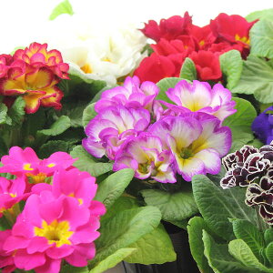 v WA c 6`24Zbg 3|bg ԐF܂~bNX  ԕc Ԃ̕c ~̉ K[fjO | O\ A 񂹐A j t[Mtg Mtg v[g 