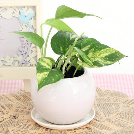 ポトス ゴールデンポトス ライムポトス マーブル空気浄化観葉植物(生花)陶器鉢(プラ鉢皿付)