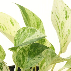 |gX S[f|gX C|gX }[u C򉻊ϗtA  픫 ϗtA A 񂹐A   G CeA  rO 炵 v[g j a 