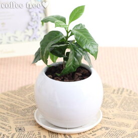 コーヒーの木観葉植物(生花)陶器鉢(プラ鉢皿付)高さ25cm〜30cm