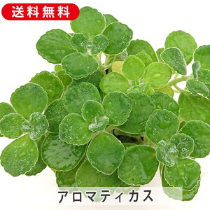 アロマティカス キュウバンオレガノ スープミント ハーブの苗 3号 9cm 多肉植物 増やし方 鉢植え 寄せ植え 忌避植物 インテリア 庭花 ガーデニング 園芸 花鉢 鉢花 フラワー 暮らし おしゃれ