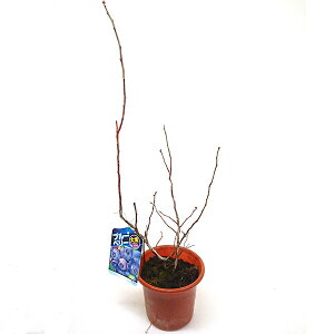 rbgACn u[WF gnɓK u[x[ c 4.5 50cm`70cm x[ ʎ ʎc c K[fjO  LO LO u[x[W Mtg v[g