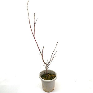 rbgACn I[XeB gnɓK u[x[ c 4.5 50cm`70cm x[ ʎ ʎc c K[fjO  LO LO u[x[W Mtg v[g