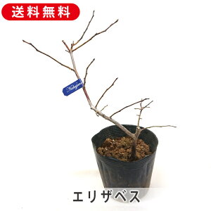 m[UnCubVn GUxX nɓK u[x[ c 4.5 30cm`40cm x[ ʎ ʎc c K[fjO  LO LO u[x[W Mtg v[g