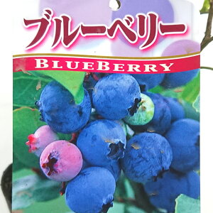 rbgACn ^Jw gnɓK u[x[ c 4.5 45cm`65cm x[ ʎ ʎc c K[fjO  LO LO u[x[W Mtg v[g