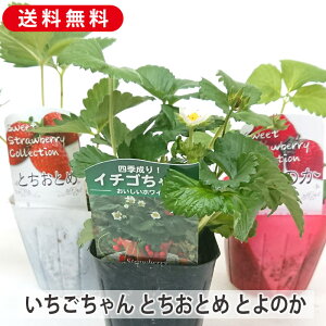 C`Sc ܂3cZbg i C`S ƂƂ Ƃ̂ 𑁐 Ђ ׂɂق ق̂  Hה Xgx[  3  ʎ H 䕃W