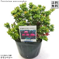 クランベリー 3.5号 オオミノツルコケモモ 大実蔓苔桃 苗木 苗 果樹 庭木 食用 ジャム ジュース