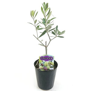 I[u 3.5 tgCI Frantoio c I[uIC sNX ʎ  LO Ύ A K[fjO | 