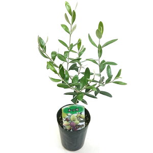 I[u 3.5 bJ Lucca c I[uIC sNX ʎ  LO Ύ A K[fjO | 