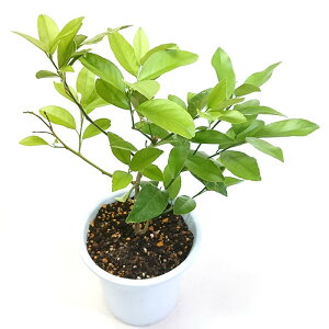 黄昏レモン レモン 苗木 5号 直径15cmポット 果樹 庭木