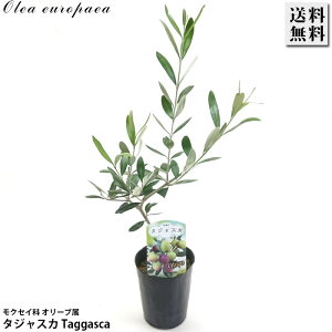 I[u 3.5 ^WXJ Taggasca c I[uIC sNX ʎ  LO Ύ A K[fjO | 