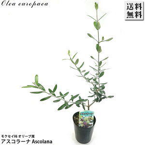 I[u 3.5 AXR[i Ascolana c I[uIC sNX ʎ  LO Ύ A K[fjO | 