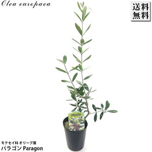 I[u 3.5pS Paragon c I[uIC sNX ʎ  LO Ύ A K[fjO | 