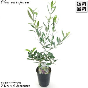 I[u 3.5 ANb] Areccuzz c I[uIC sNX ʎ  LO Ύ A K[fjO | 