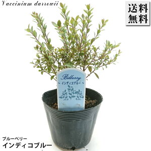 u[x[ CfBRu[ 3.5 c Ύ ʎ ʎc c K[fjO |  LO LO Mtg v[gyz