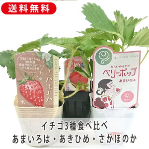 C`Sc Hה3Zbg y܂ Ђ ق̂ z Hה Xgx[  3  ʎ H 䕃W