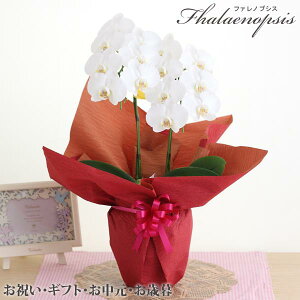 Ӓ2{ ~fB ԐF TCY܂Ӓ t[AW  t[AWg  v[g  rO  j a a  Mtg җ Ê  