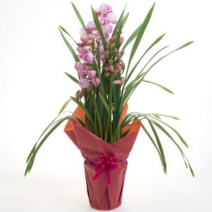 VrW[ 6 3{`4{ sNn CG[n bsOF܂ m    Ԕ A CeA  Ε a LO ސEj i j  @lMtg Mt