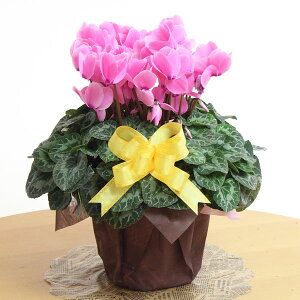 VN 6 A bsOt sNn CG[{   Ԕ A ϗtA CeA  Ε a LO ސEj i j  @lMtg Mtg t