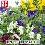 ビオラ 苗 6鉢～24鉢セット 3号ポット 花色おまかせミックス 送料無料 花苗 花の苗 冬の花 ガーデニング …