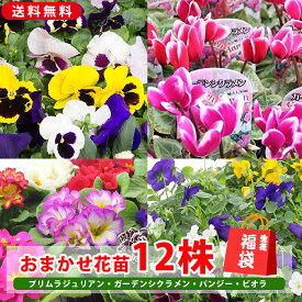 福袋 おまかせ花苗 12株 マリーゴールド インパチェンス クレマチス チューリップ パンジー 他 季節の花 苗 3号苗 花色おまかせ 送料無料 花の苗 春の花 夏の花 ガーデニング 園芸 外構 鉢植え 寄せ植え お祝 フラワーギフト ギフト プレゼント