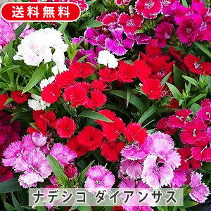 ifVR _CATX ԕc c 6`24 Zbg 3 9cm |bg ԐF܂c ԕc A 񂹐A InA  K[fjO | Ԕ  t[ 炵  IV 