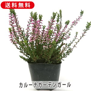 J[i K[fK[Y 3|bg c  |  K[fjO Ύ q[X l ق͂ 