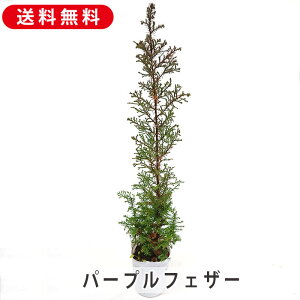 bhX^[ p[vtFU[ 3 9cm|bgc 45cm c  |  K[fjO ϗtA Rjt@[K[f NX}X Xmas Rjt@[ Ύ jt
