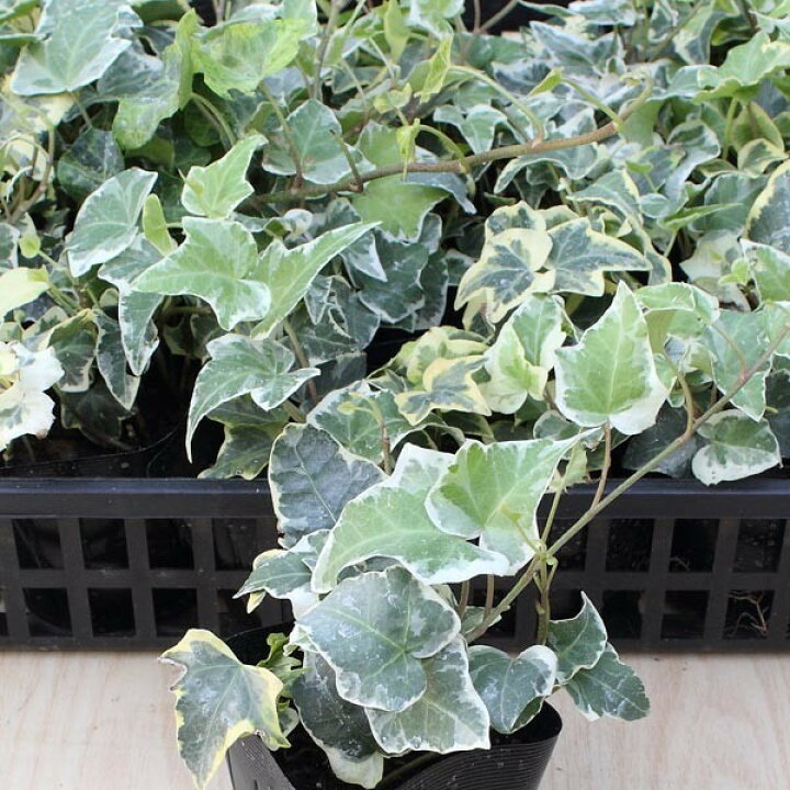 ヘデラ ヘリックス 9cmポット 80本セット グランドカバー 植木 苗 苗木 送料無料 長さ30cm前後 22年最新海外 長さ30cm前後