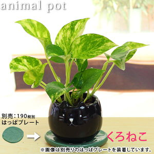 S[f|gX Aj}픫 vMt 15cm`20cm CeA   G CeA  rO 炵  IV 킢 a v[g Mtg 