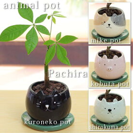 楽天市場 沖縄 観葉植物 種類 植物 パキラ の通販 楽天市場 沖縄 観葉植物 種類 植物 パキラ の通販