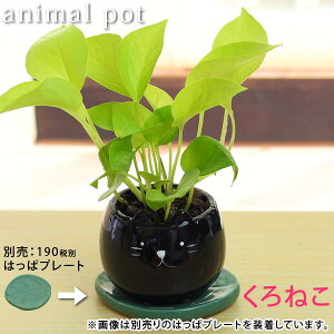 ポトス ライムポトスアニマルPOT陶器鉢(プラ鉢皿付)高さ15cm〜20cm観葉植物(生花)