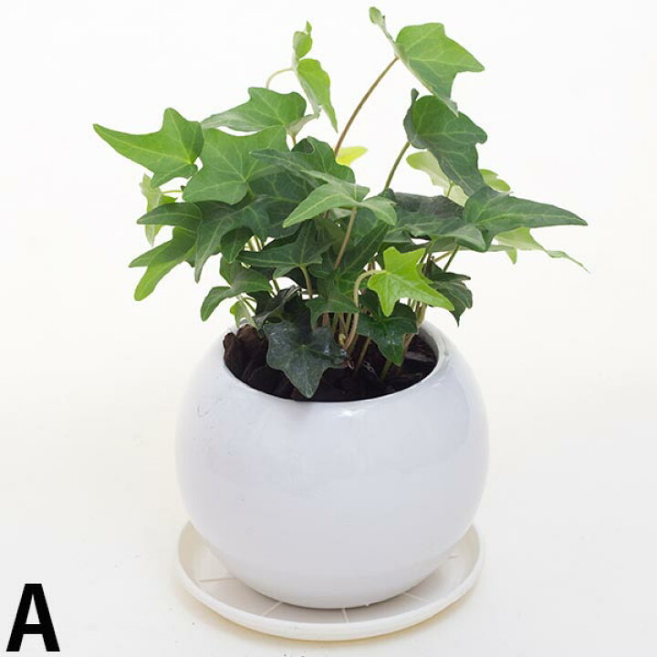 楽天市場 アイビー ヘデラ 空気浄化観葉植物 生花 陶器鉢 プラ鉢皿付 花と緑のはなここ 楽天市場 アイビー ヘデラ 空気浄化観葉植物 生花 陶器鉢 プラ鉢皿付 花と緑のはなここ
