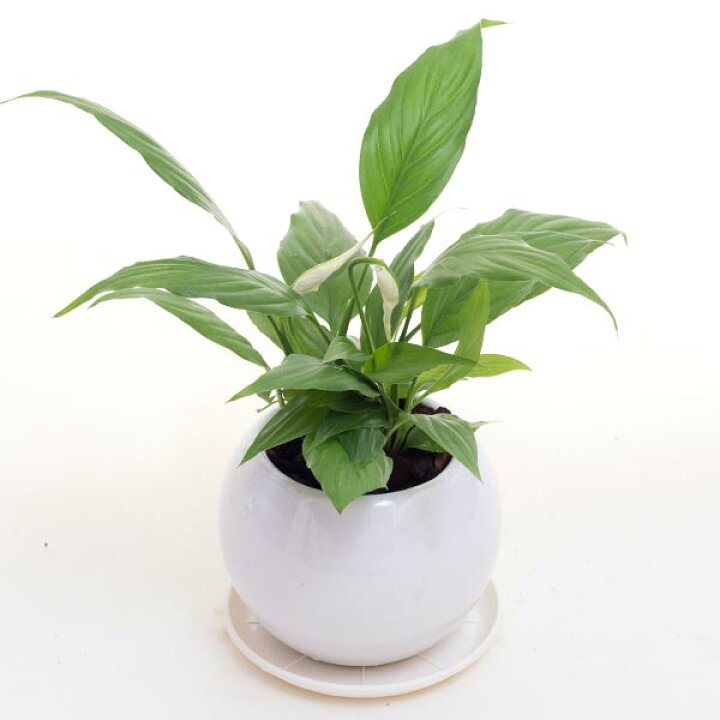 楽天市場 スパティフィラム空気浄化観葉植物 生花 陶器鉢 プラ鉢皿付 花と緑のはなここ