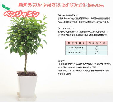 ベンジャミン,ベンジャミナ,観葉植物