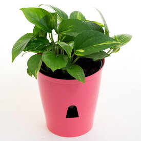 楽天市場 観葉植物 種類 植物 ポトス 花 観葉植物 花 ガーデン Diy の通販