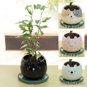 xW~X^[CgAj}POT픫(vMt)20cm`25cmϗtA()