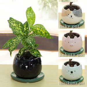 hZi SbhZtBAiAj}POT픫(vMt)20cm`25cmϗtA()