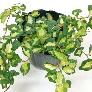 tBJX v~ ̌ cLmqJ or [Cg 3cϗtA̕c