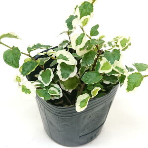 tBJX v~ Tj[zCg3c ϗtA c