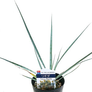 bJ M_ 4 a12cm |bgc hCK[f    ϗtA CeA av[g Mtg j