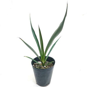 bJ JlT[i 4 a12cm |bgc hCK[f    ϗtA CeA av[g Mtg j