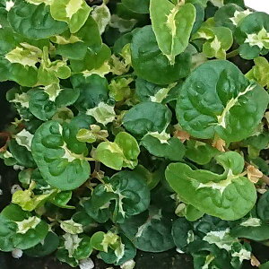 tBJX v~ RA 3c ϗtA  Mtg 蕨