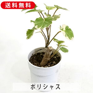 ポリシャス タイワンモミジ 2.5号 プラスチック鉢 縁起物 邪気払い 観葉植物 インテリア 室内装飾 飾り 寄せ植え 鉢植え 土 セット 苗 雑貨 インテリア 玄関 リビング 暮らし おしゃれ オシャ